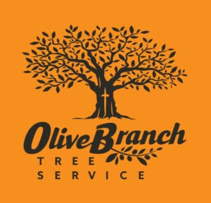 Olive Branch